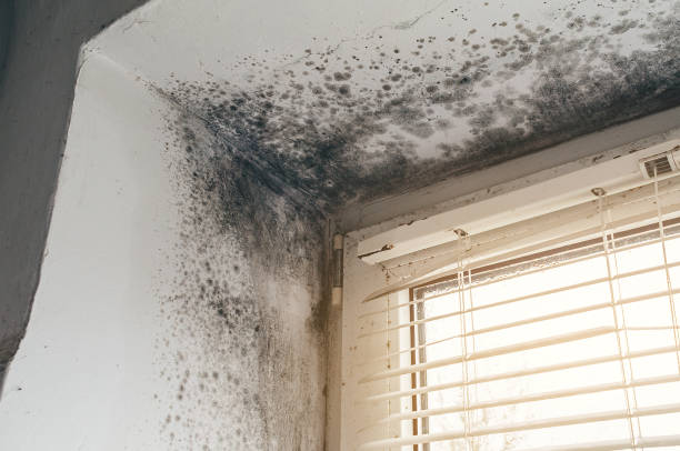 Affordable Hvac And Air Duct Mold Remediation solutions in Rawlings, VA